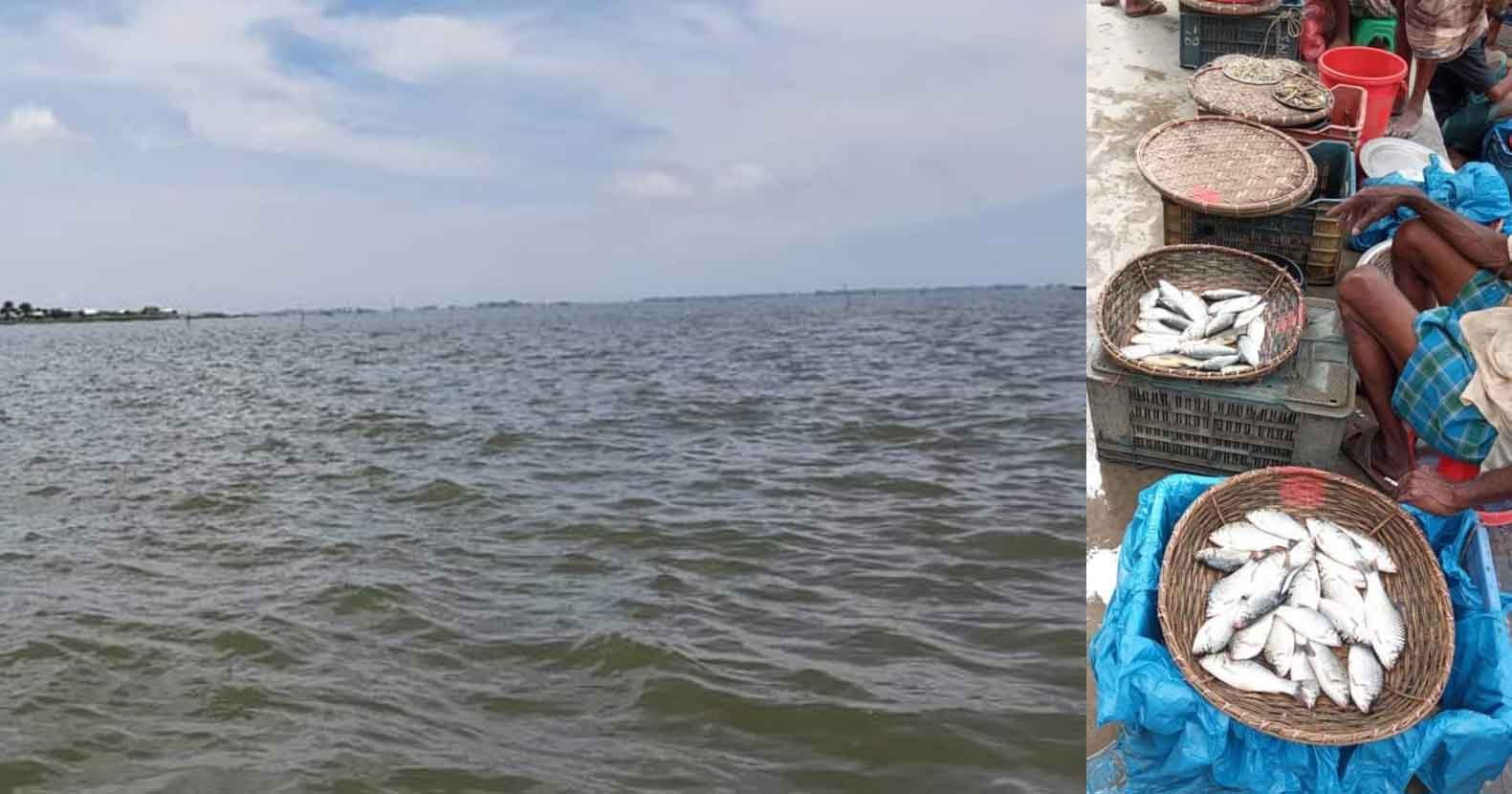 লাখাইয়ে মাছের আকালে চড়া মূল্য, বিলুপ্তির পথে দেশী প্রজাতির মাছ