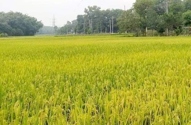 শায়েস্তাগঞ্জে পাকা ধানে বন্য শুকরের তান্ডব